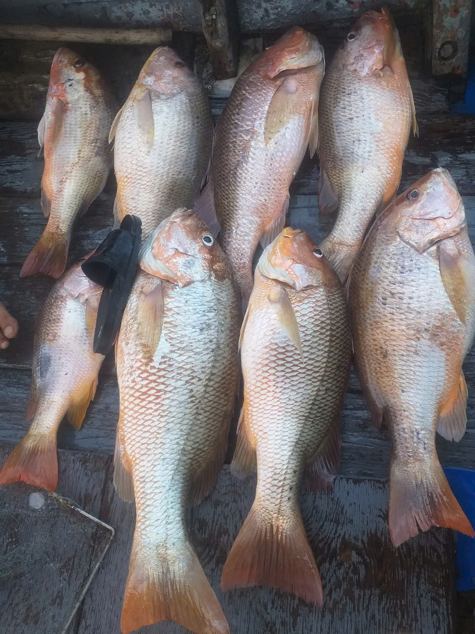 Tour Câu Cá Chuyên Nghiệp - Ảnh 2